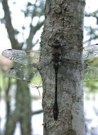Taper-tailed Darner